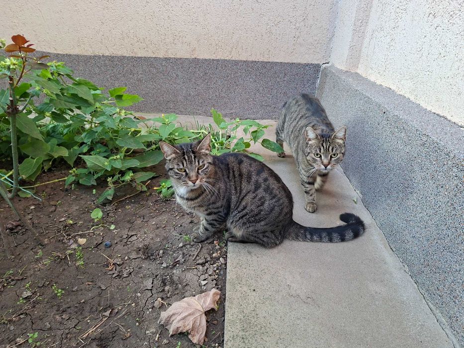Pisicute tarcate isi cauta familie iubitoare