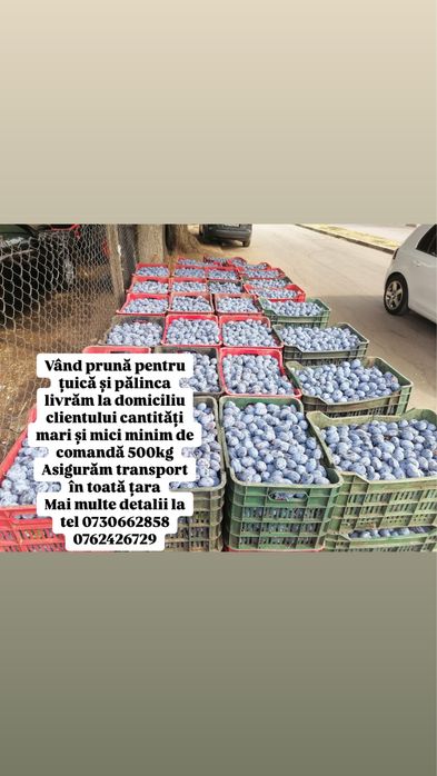 Vand prune pentru tuica