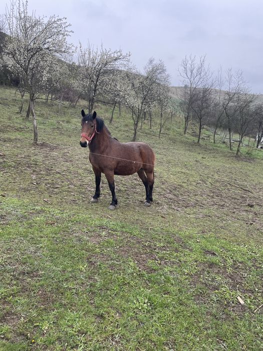 Vand iapa de 4 ani invatata la ham blanda  cu ham in stare perfecta