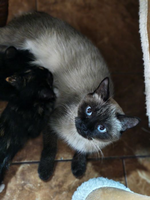 Котята котёнки в количестве 2 штук