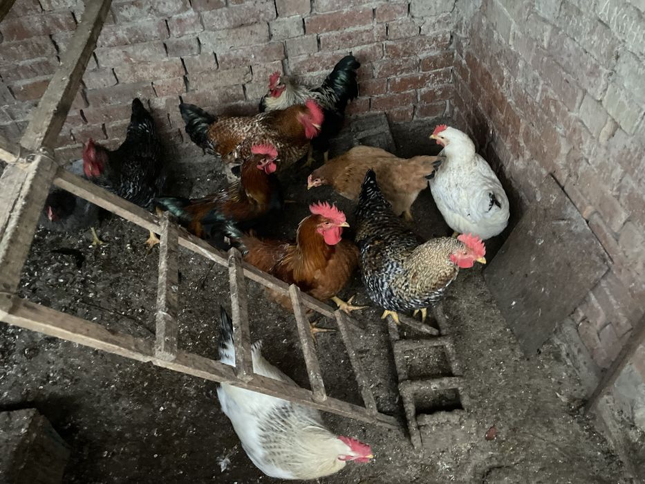 Продавам млади петли