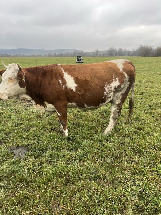 De vanzare juninca gestanta luna 9