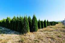 Vindem plante ornamentale de orice specie si dimesiuni oriunde in tara