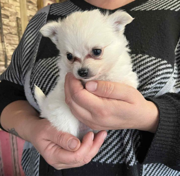 Малки бебета Померани