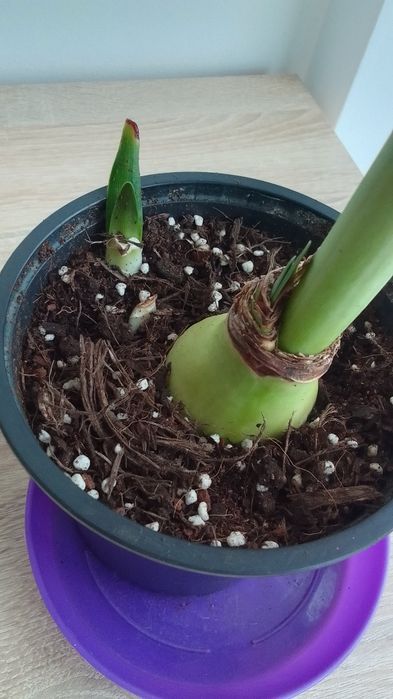 Ешеверия/Хавортия/Сансевиера/Красула/Бегония/Каланхое/Лудизия/Амарилис