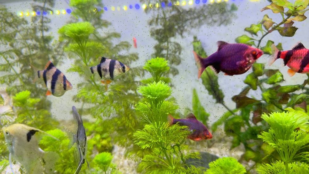 Акварюмный рыбки Барбус Балиги