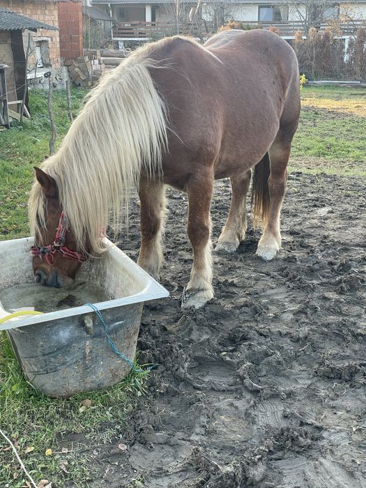 Vand 2 iepe si un manz