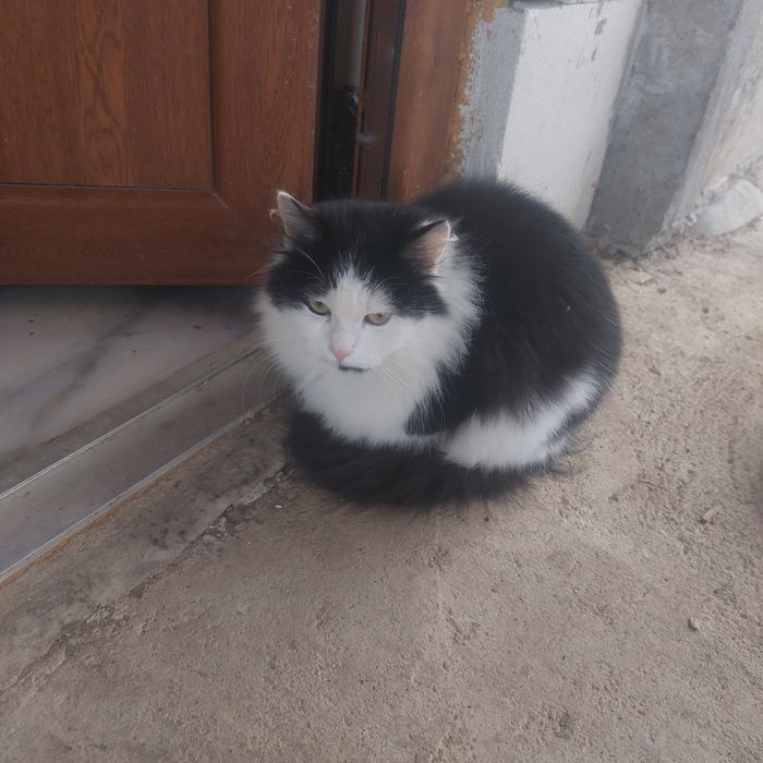 Donez pisici foarte frumoase