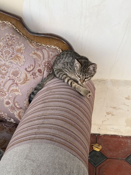 мушукларни яхши қолларга топширамиз