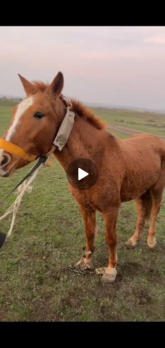 Ассалаумағалейкум былтырғы күлын сатылады