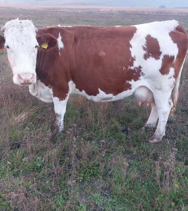 Vacă balțată românească