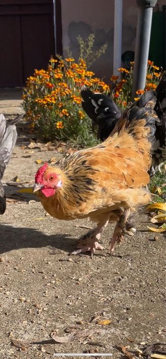 Петлета красиви и пеещи за вашия двор