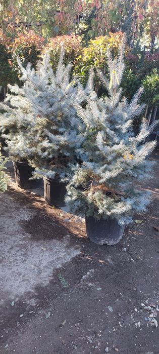 Arțar,cedru,glob,brazii,yucca,aurea,leylandi,pin,prunus,pepinieră