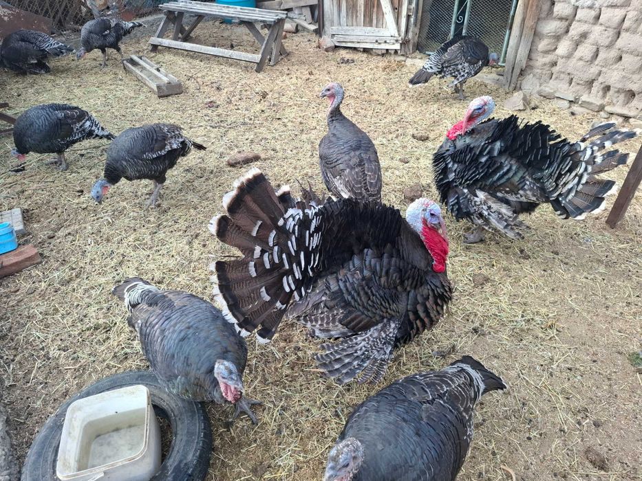 Продавам пуешки яйца