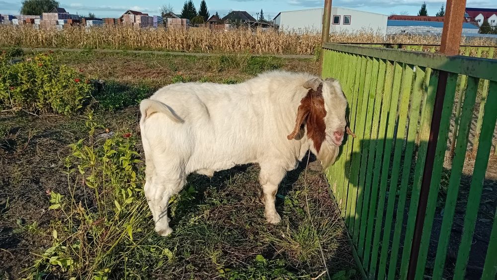 Vând TAPI BOER Boier Buren
