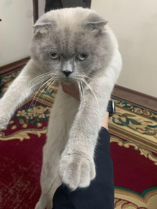 Шотландский Фолд