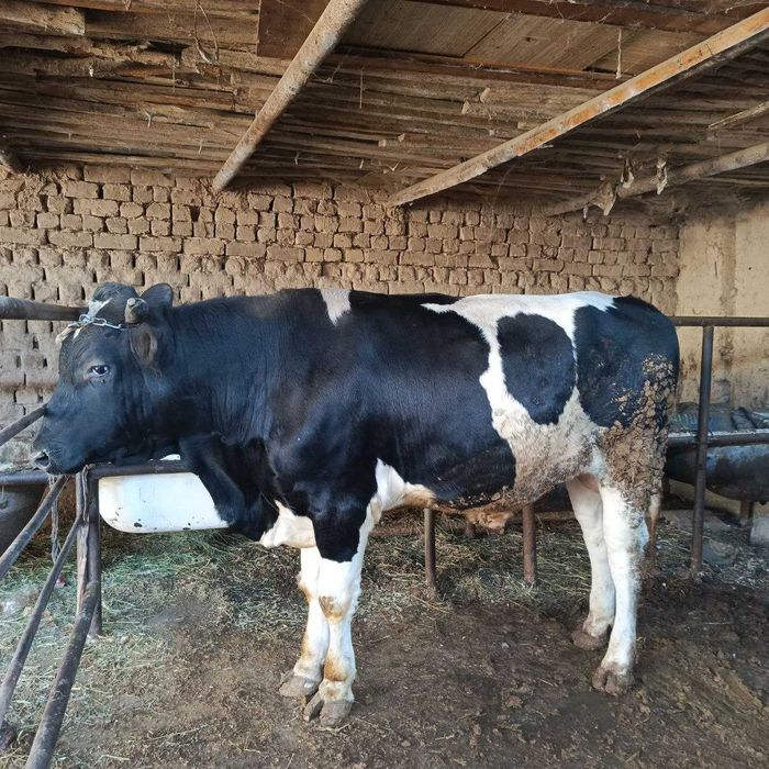 Сотилади. Нархи 45 миллион.