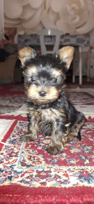 Yorkshirre terrier fetița