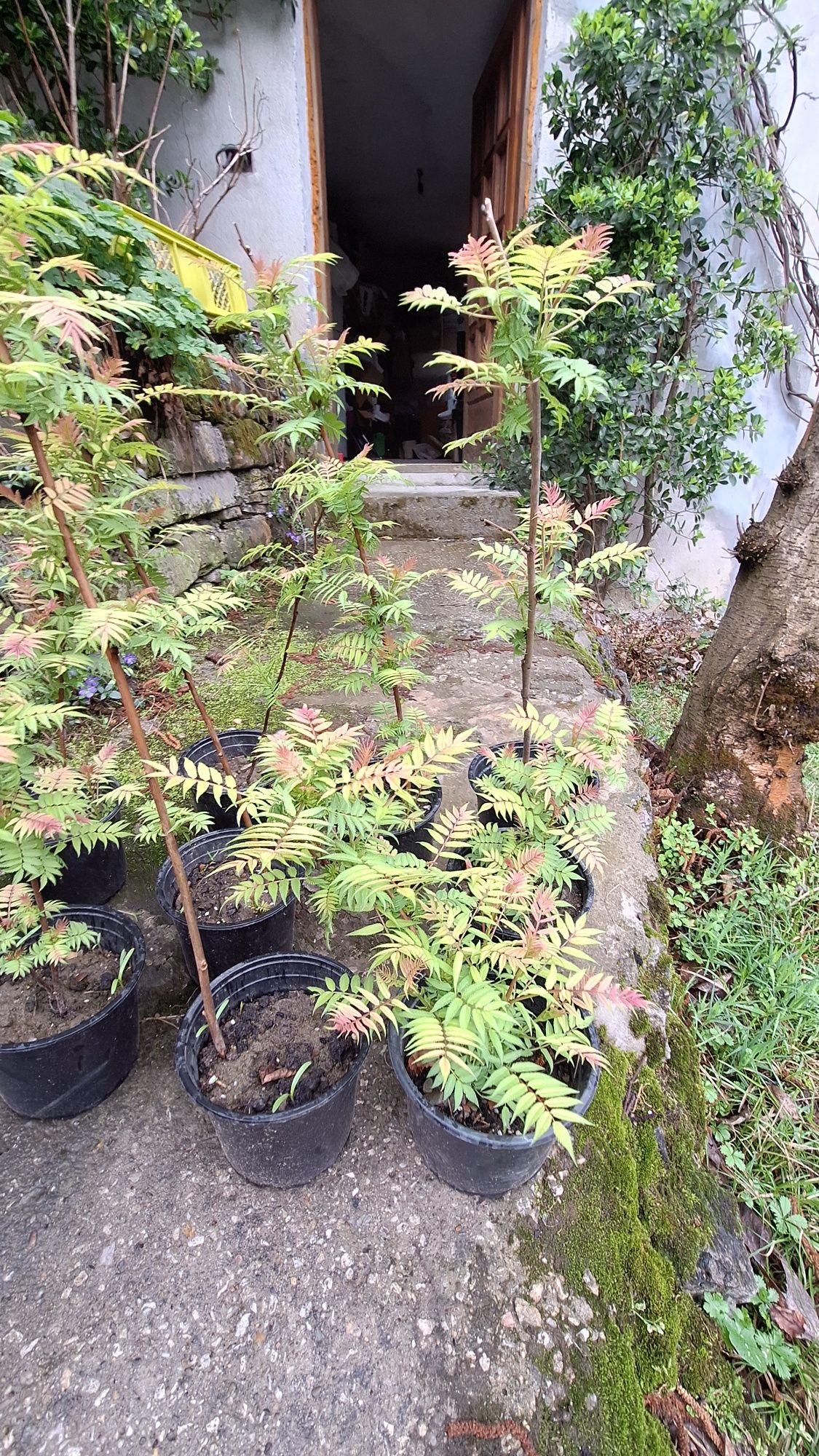 Продавам декоративен храст Сорбария (Sorbaria)