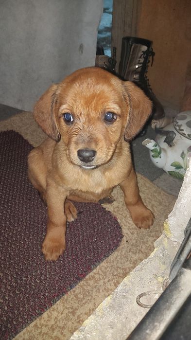 Отдам щенка ларадора