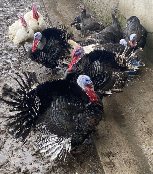 Vand curci si curcani