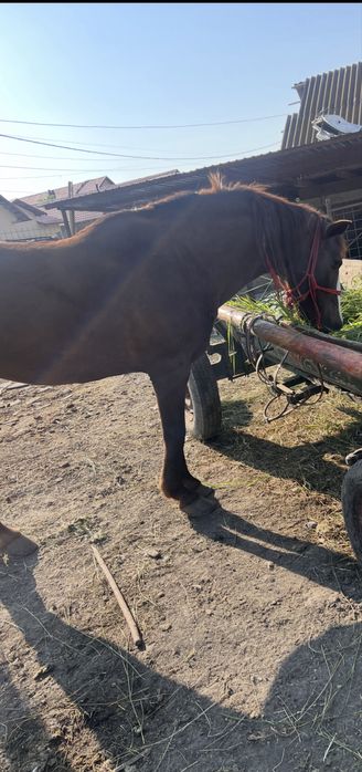 de vânzare iapă Mai multe detalii la tel