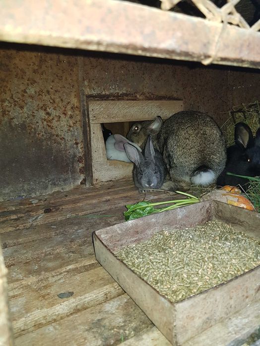 Iepurită cu 6-7 pui