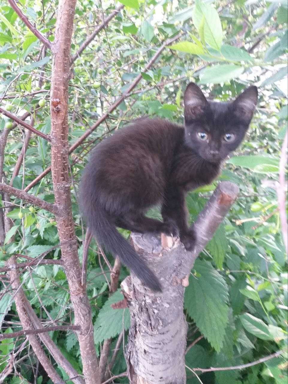Отдаем замечательных котят