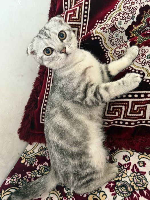 Вислоухий шиншила серебристый окрас