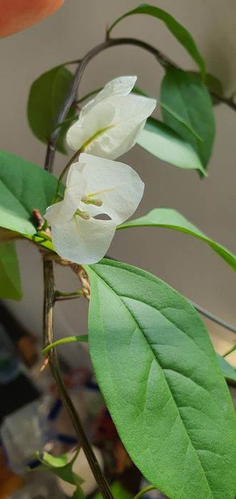 бугенвилия жёлтая и белая