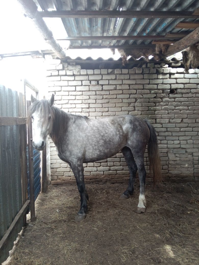 Продам кобылку 5 лет справная яловая