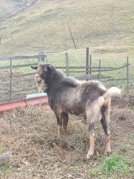 Vând un țap și o capra