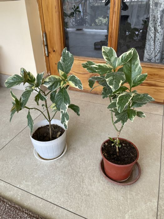 Разные комнатное растение