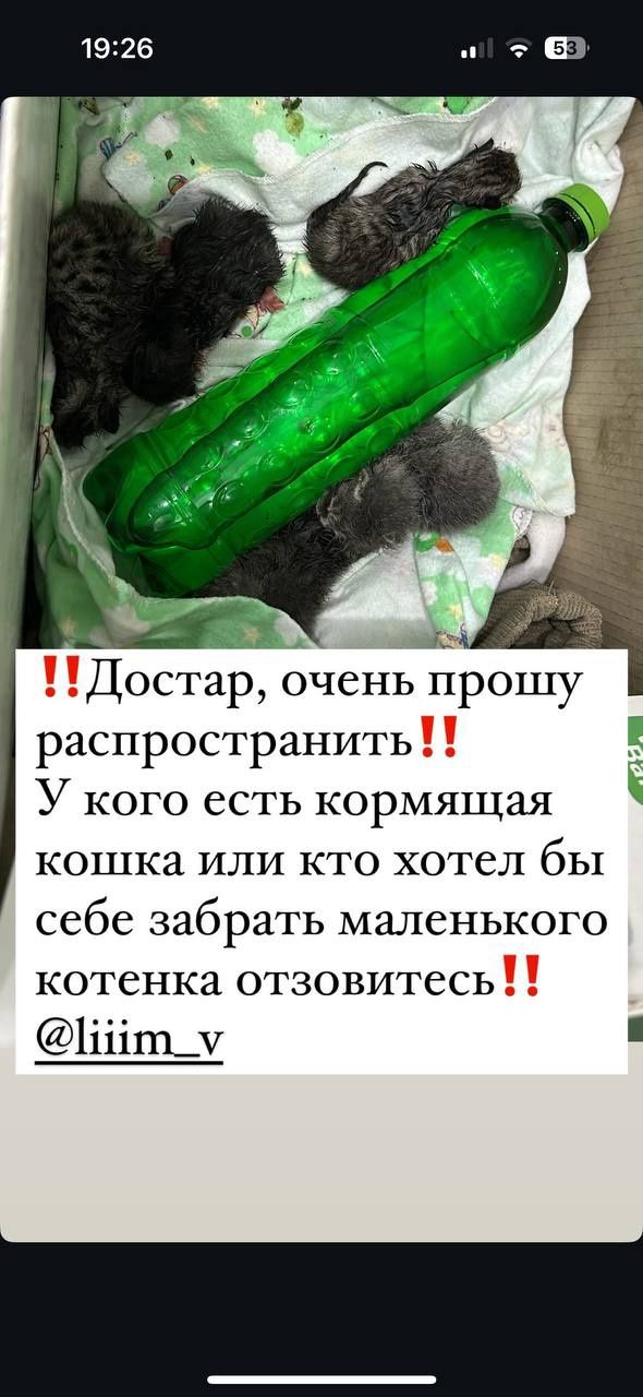 Котятки ищут своих хозяев