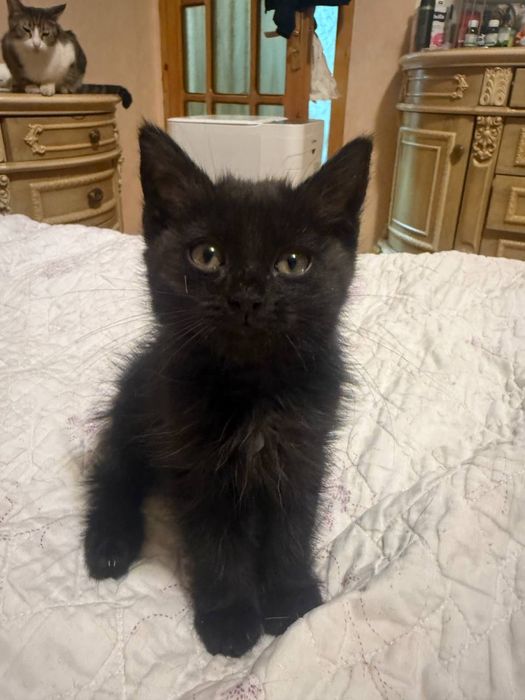 Отдам в добрые руки котенок