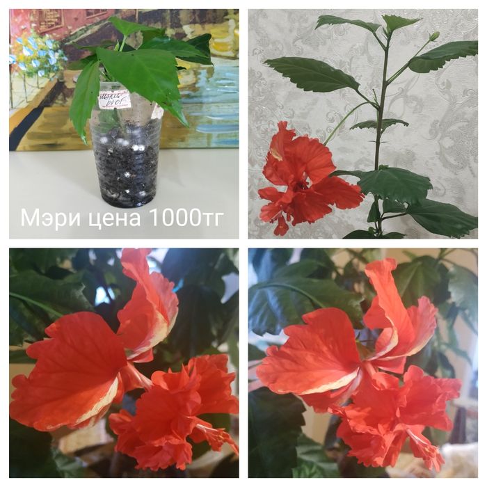 Продан укоренные черенки гибискуса