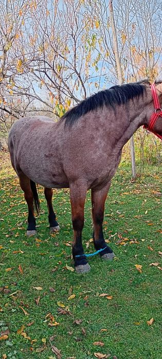 Vanz manza de doi ani