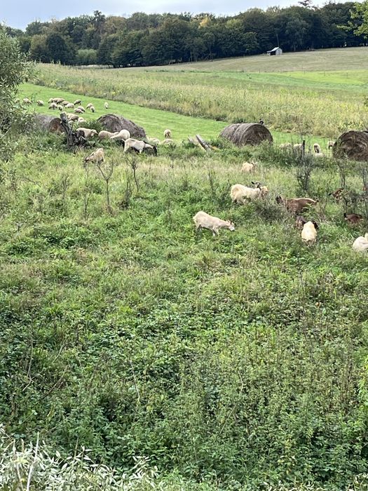 Capre tinere diferite rase