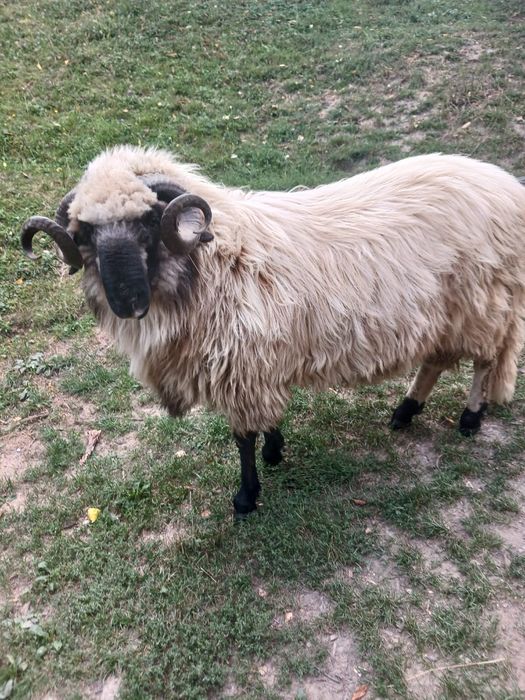 Oi si berbec de vanzare