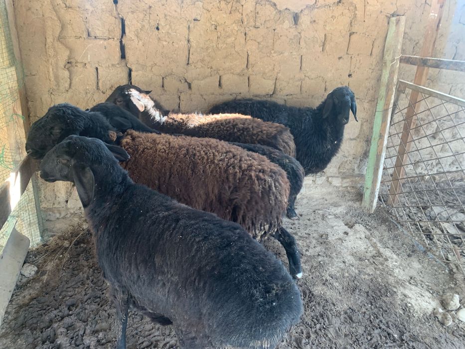 Qoyla sotilad soni 5 ta