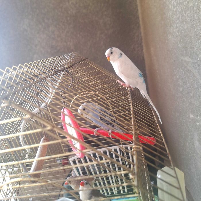 Amadin,Papugay qushlari