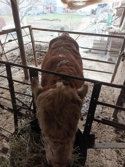 Бука сотилади. .