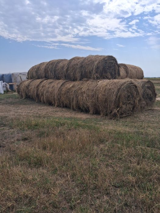 Baloti de fân rotuzi de vanzare de 160 înălțime si 120 latime