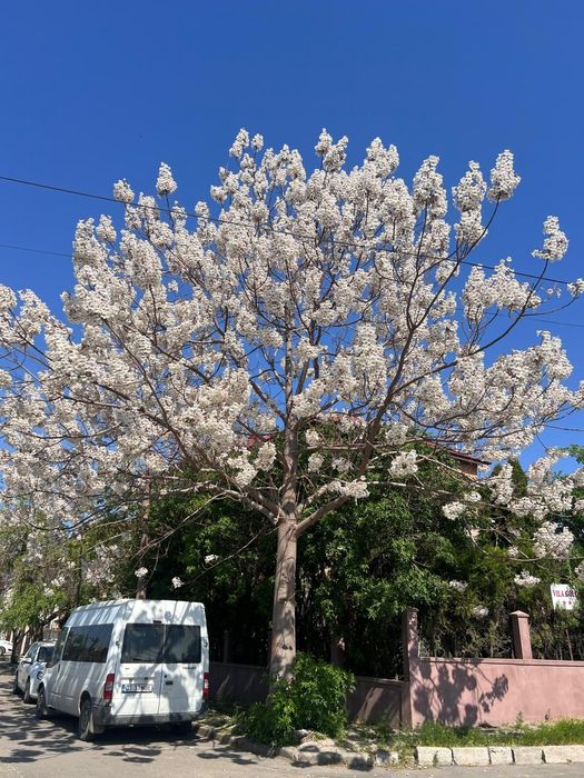 Paulownia Techirghiol