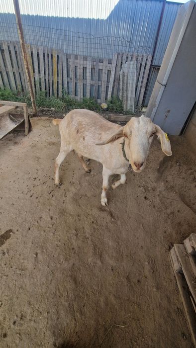 Продам коз и козлят