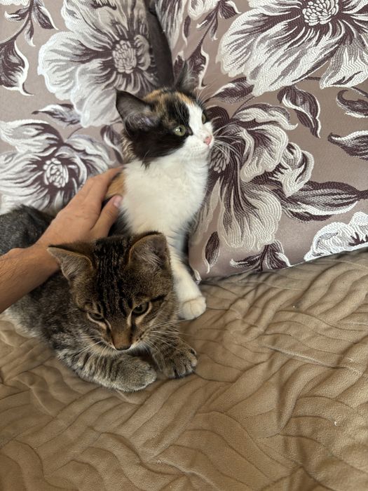 Отдам котят даром