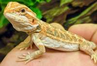 Agame cu barba (pogona vitticeps)