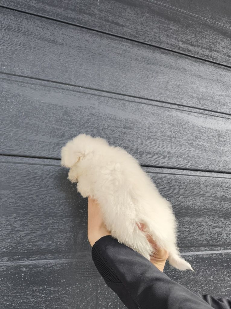Bichon maltez mini-toy