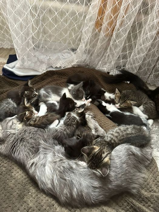 Жетыген кошки в хорошие руки