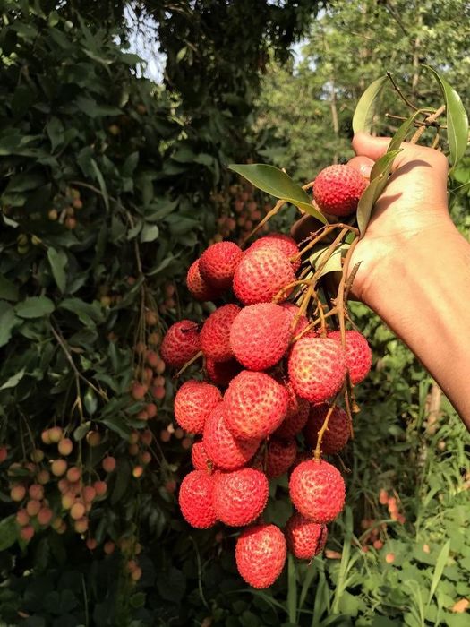 Arbusti Fructiferi ( Litchi )